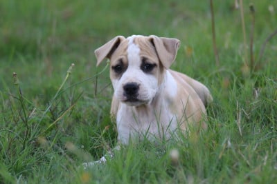 Les chiots de American Staffordshire Terrier