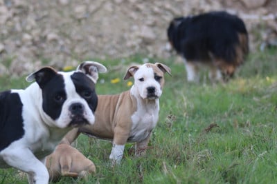 Les chiots de American Staffordshire Terrier