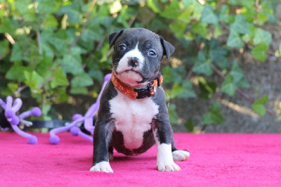 Les chiots de American Staffordshire Terrier