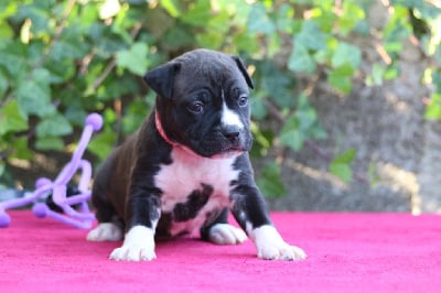 Les chiots de American Staffordshire Terrier