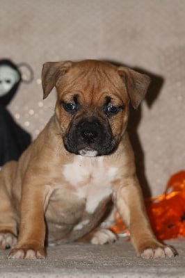 Les chiots de American Staffordshire Terrier