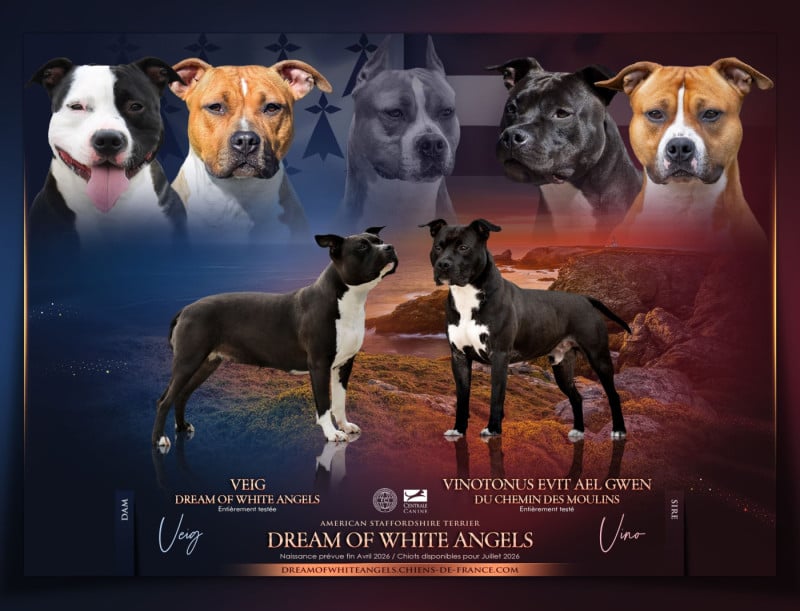 American Staffordshire Terrier - Dream Of White Angels