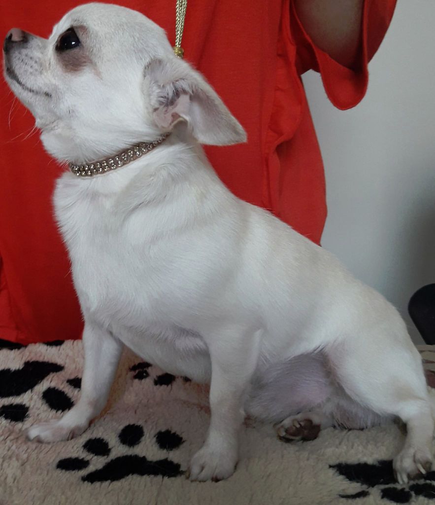 Publication : Des Ecrins De Joy Auteur : des écrins de joy