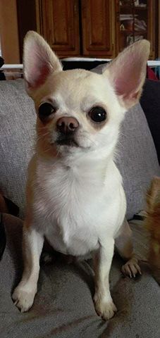 Publication : Des Ecrins De Joy Auteur : des écrins de joy