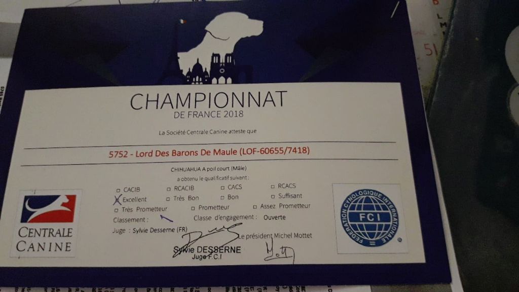 Lord Des Barons De Maule - excelent classe ouvert