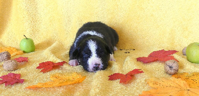 Les chiots de Berger Américain Miniature 