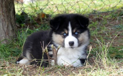 Les chiots de Berger Américain Miniature 
