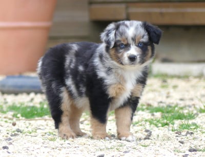 BRIOCHE - Berger Américain Miniature