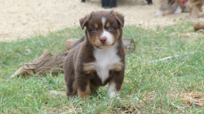 Les chiots de Berger Américain Miniature 