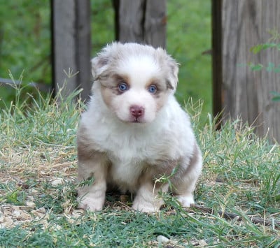 Les chiots de Berger Américain Miniature 