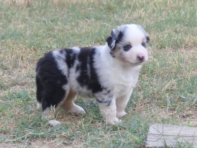 Les chiots de Berger Américain Miniature 