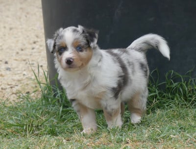 Les chiots de Berger Américain Miniature 