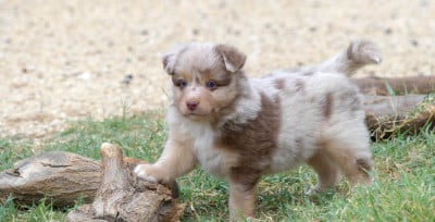 Les chiots de Berger Américain Miniature 