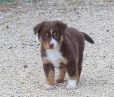 Les chiots de Berger Américain Miniature 
