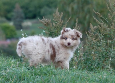 Les chiots de Berger Américain Miniature 