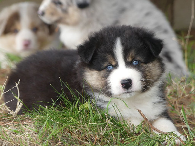 Les chiots de Berger Américain Miniature 