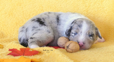 Les chiots de Berger Américain Miniature 
