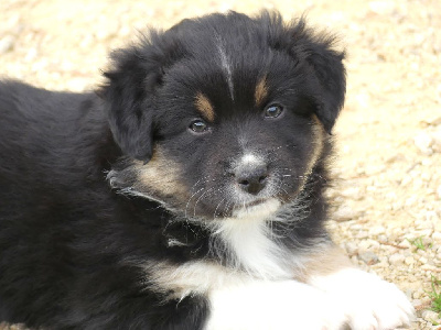 Les chiots de Berger Américain Miniature 