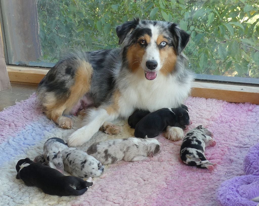 Berger Américain Miniature  - Rainbowie's Minis