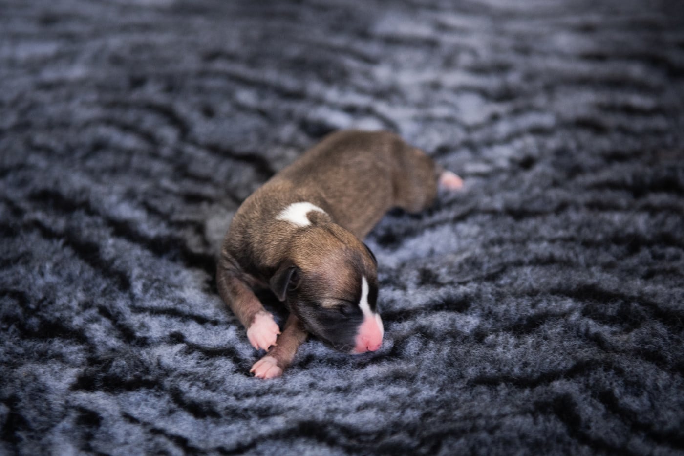 FEMELLE 1 - Whippet