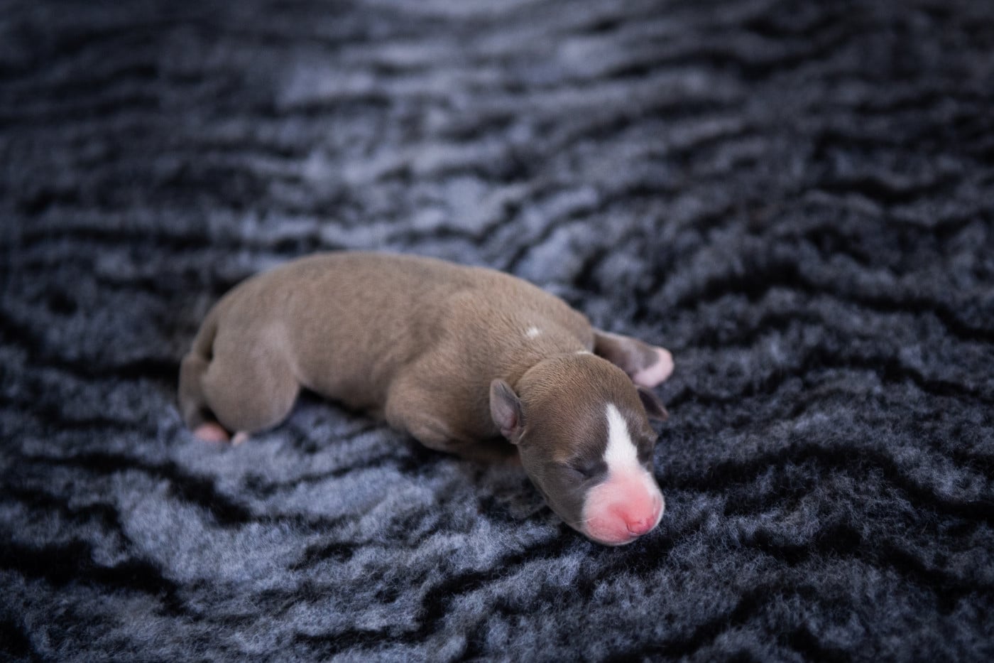 FEMELLE 2 - Whippet