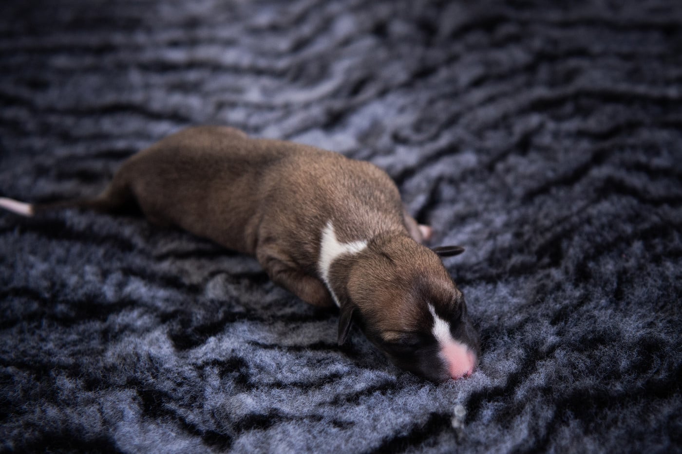 FEMELLE 5 - Whippet