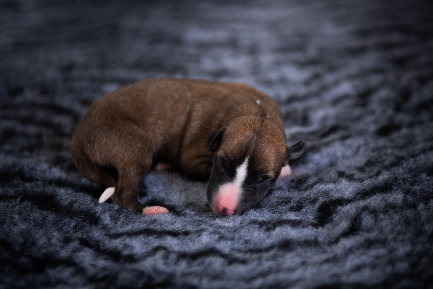 MALE 1 - Whippet
