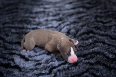 Les chiots de Whippet