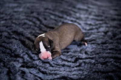 Les chiots de Whippet