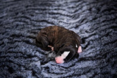 Les chiots de Whippet