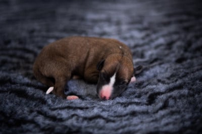 Les chiots de Whippet
