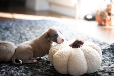 Les chiots de Whippet