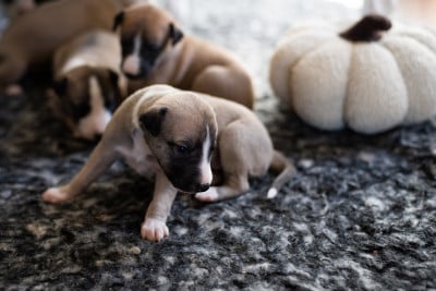 Les chiots de Whippet