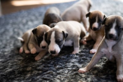 Les chiots de Whippet