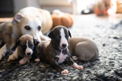 Les chiots de Whippet