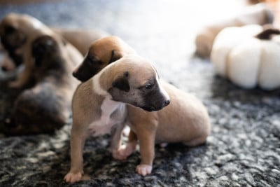 Les chiots de Whippet