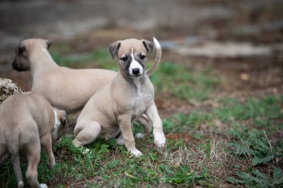 Les chiots de Whippet