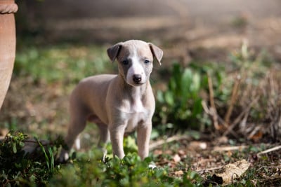 Les chiots de Whippet