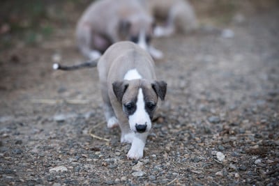 Les chiots de Whippet
