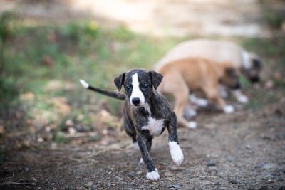 Les chiots de Whippet