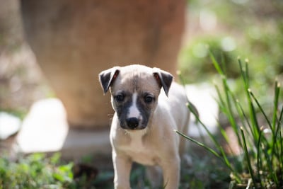Les chiots de Whippet