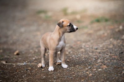 Les chiots de Whippet
