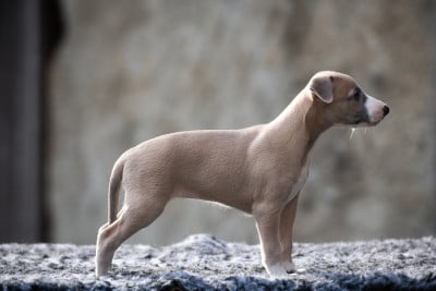 Les chiots de Whippet