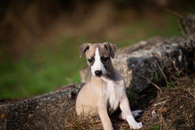 Les chiots de Whippet