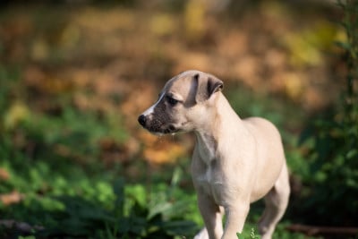 Les chiots de Whippet