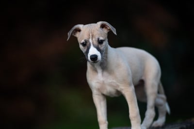 Les chiots de Whippet