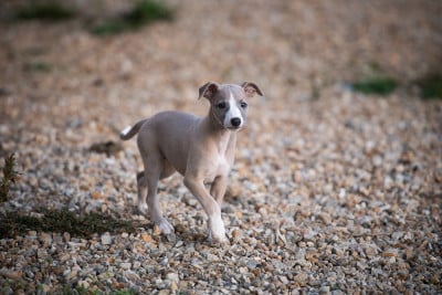 Les chiots de Whippet