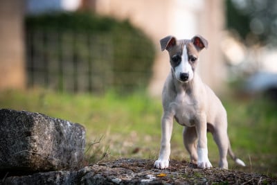Les chiots de Whippet