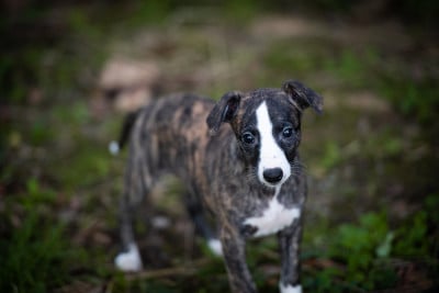 Les chiots de Whippet