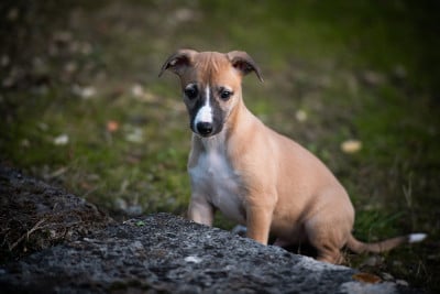 Les chiots de Whippet